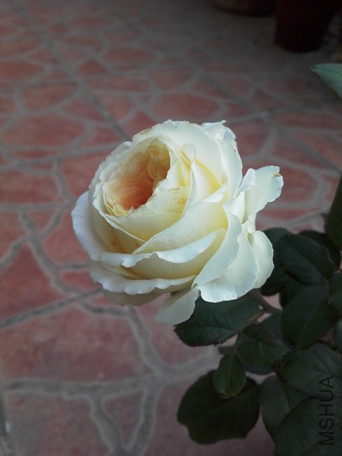 ͼƬ03.jpg