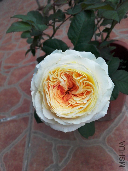 ͼƬ08.jpg
