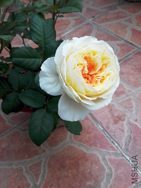 ͼƬ09.jpg
