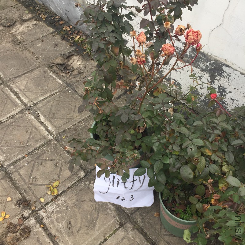 121616hu6mrbl3h2h60mb5.jpg