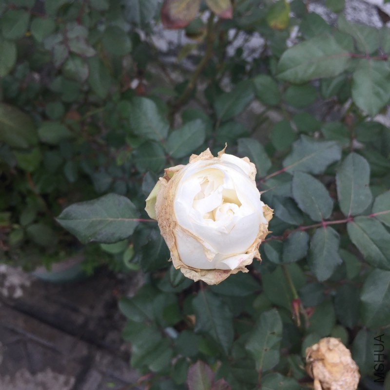 121617agddltdvdzvlvk03.jpg