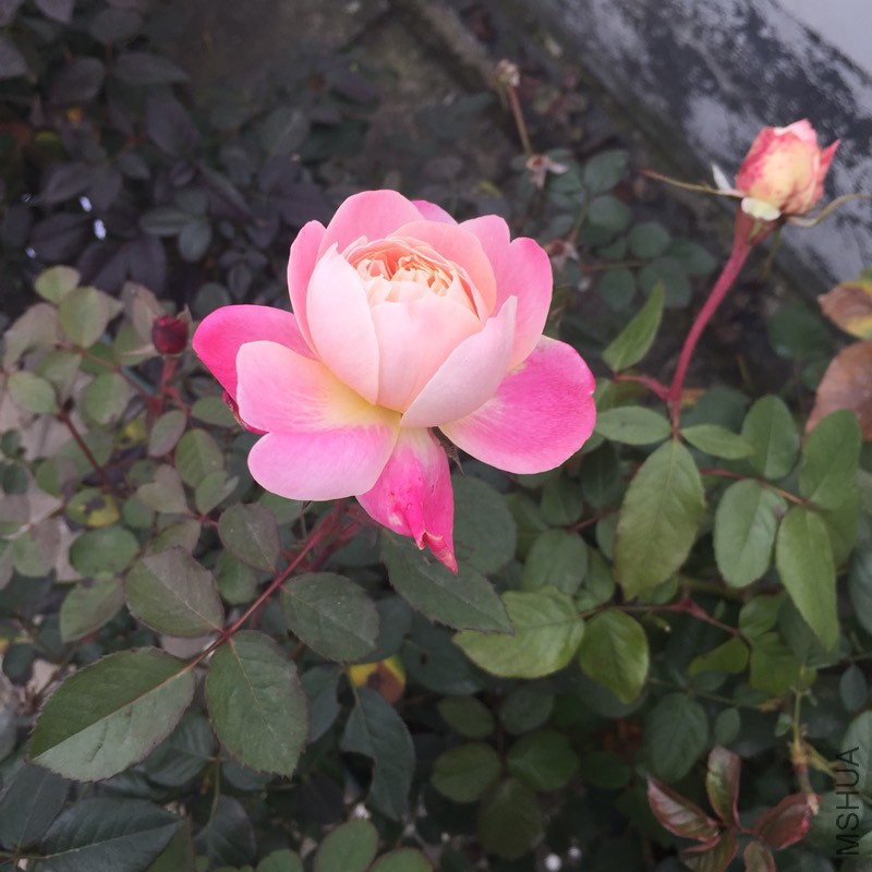 121617upvl4991pnfnnrj0.jpg