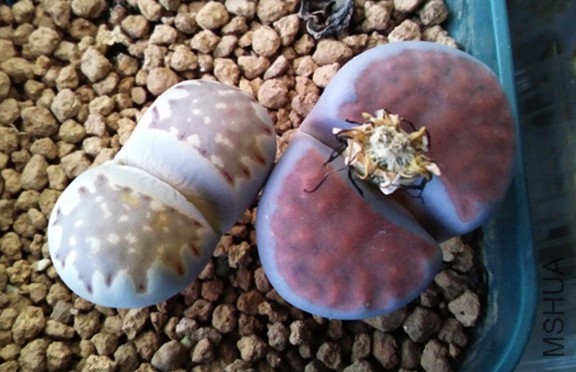 ��ʯ�� 5.jpg