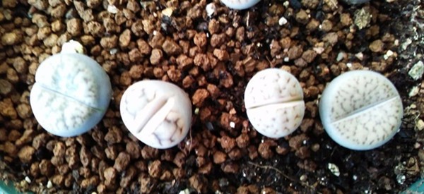 ��ʯ�� 6.jpg