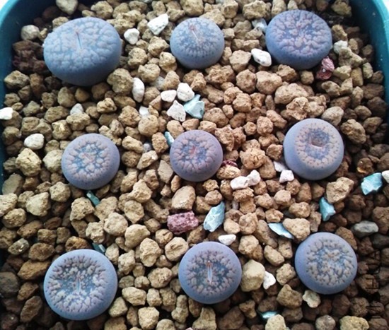 ��ʯ�� 8.jpg