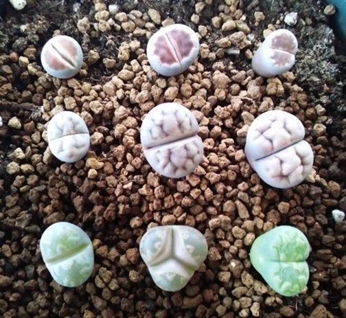 ��ʯ�� 9.jpg