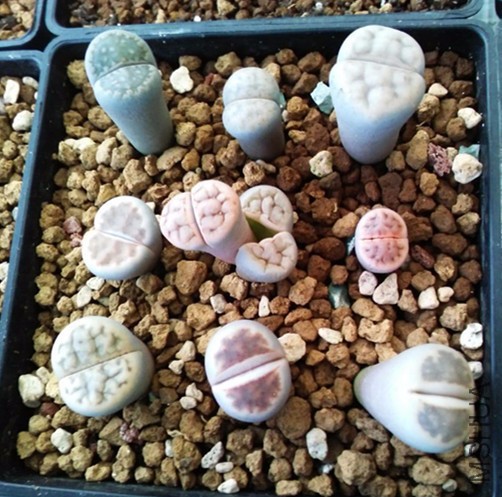 ��ʯ�� 10.jpg