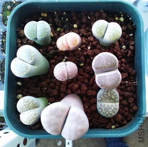 ��ʯ�� 11.jpg