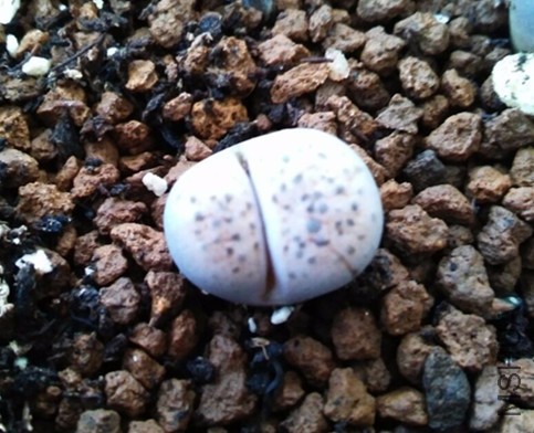 ��ʯ�� 12.jpg