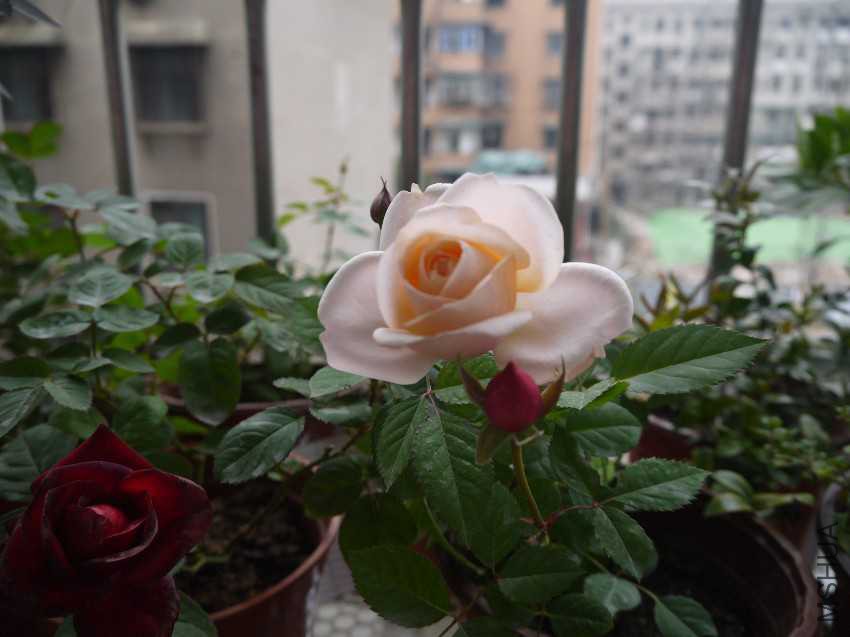 P1030194.JPG