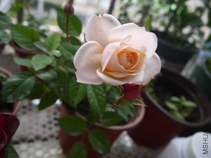P1030196.JPG