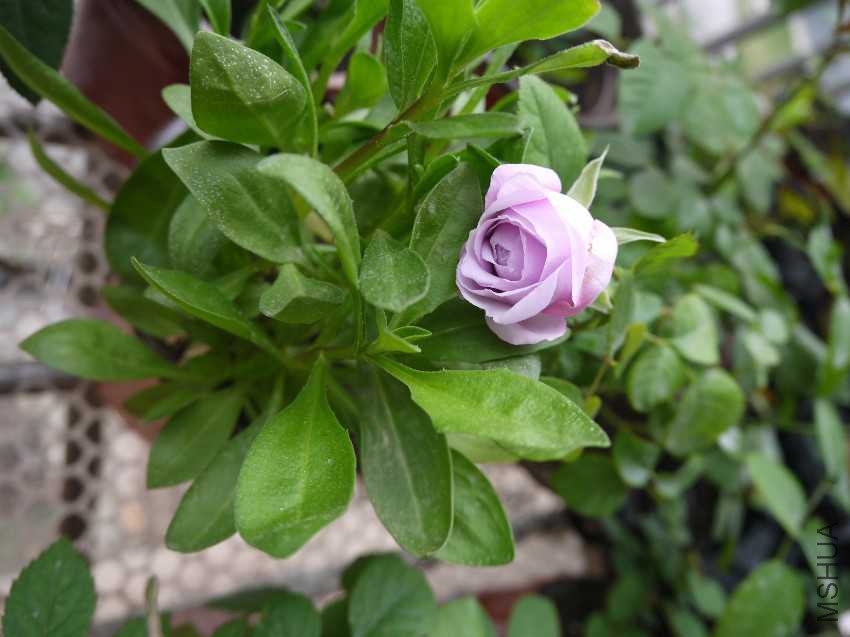 P1030200.JPG