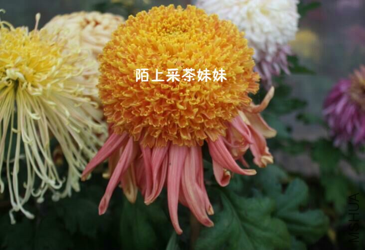 ��ˮ�Ź� (1)_meitu_2.jpg