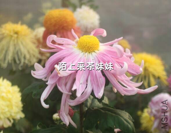 ��ˮ��� (1)_meitu_18.jpg