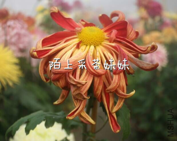 ���� (1)_meitu_2.jpg