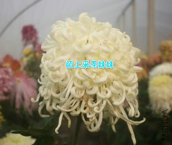 �����ٷ� (1)_meitu_10.jpg