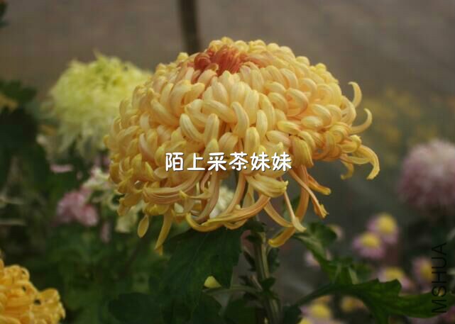 ���ֱ�ɫ (1)_meitu_18.jpg