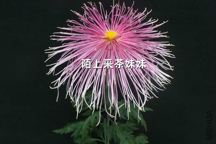 ��ϼ��Ӣ (1)_meitu_16.jpg