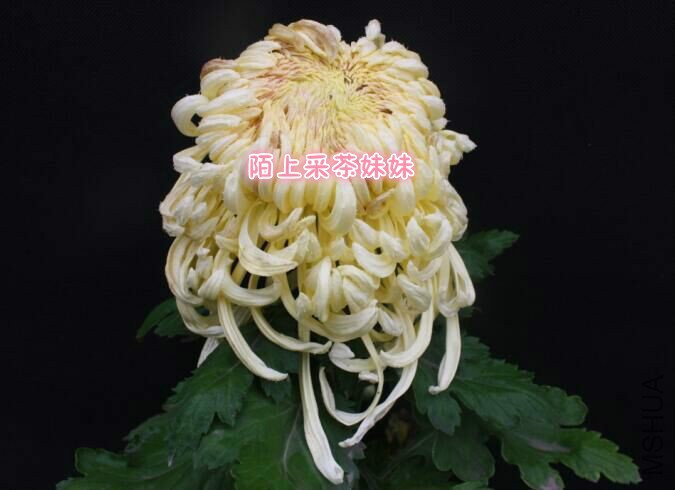 ������ʨ (1)_meitu_24.jpg