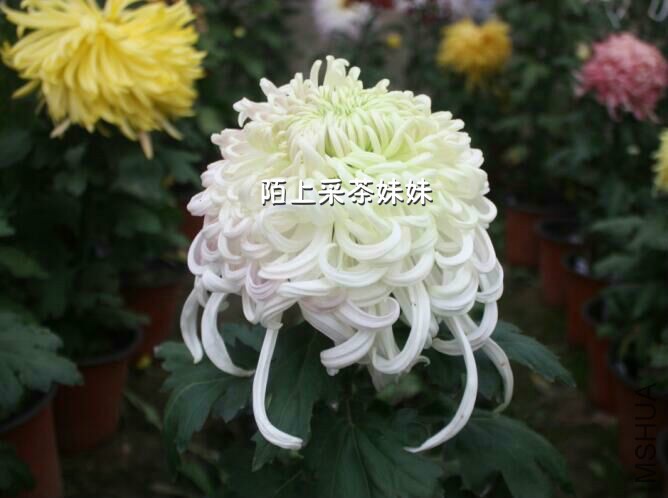 ��粥ѩ (1)_meitu_18.jpg