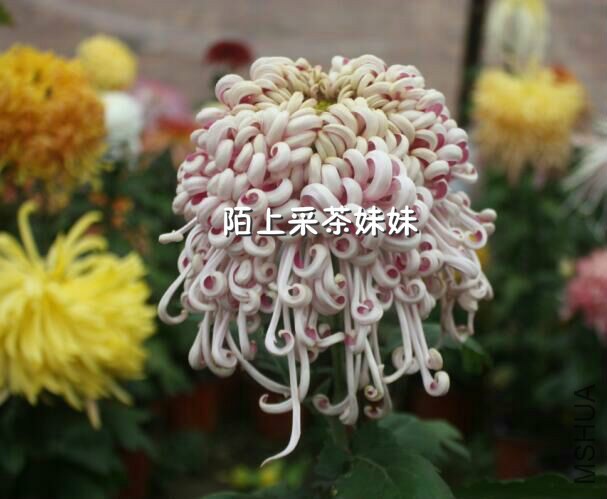 ������ѩ (1)_meitu_32.jpg