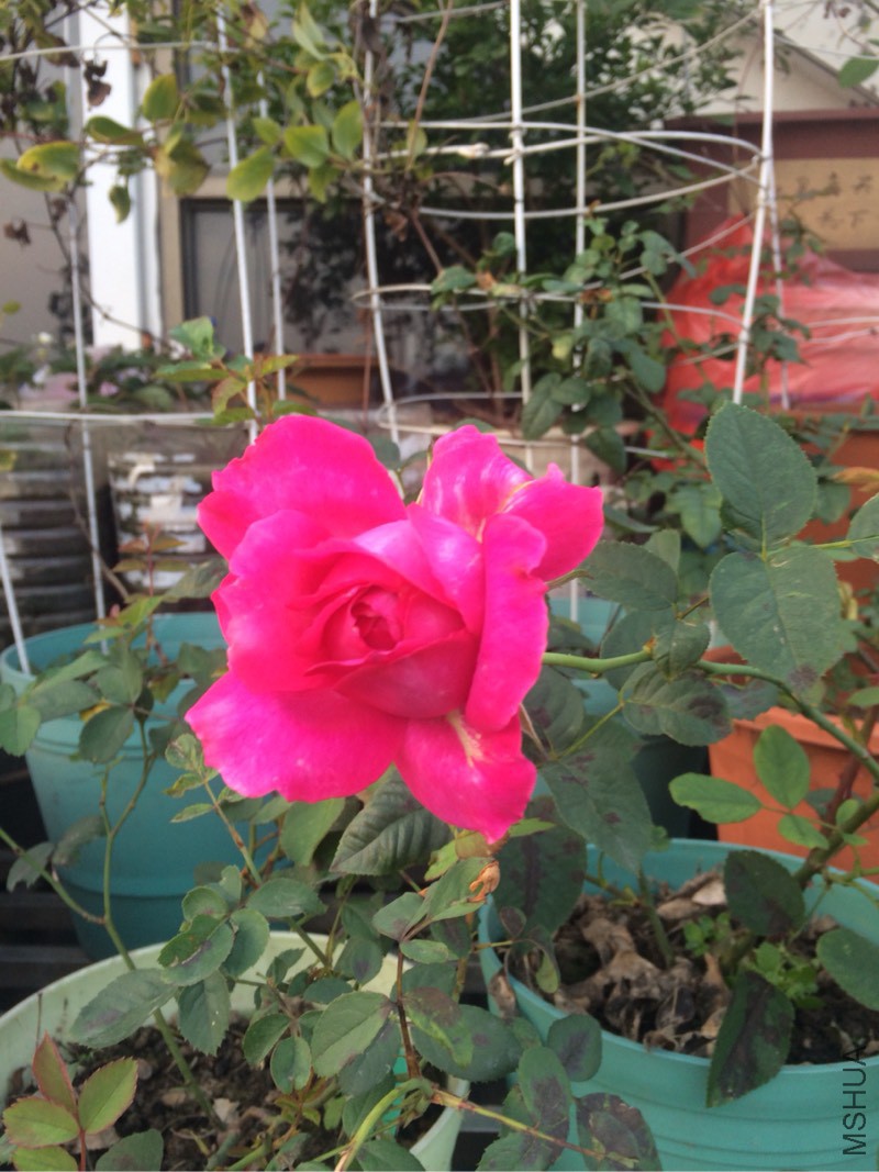 122832jpy76vpc47774ptz.jpg