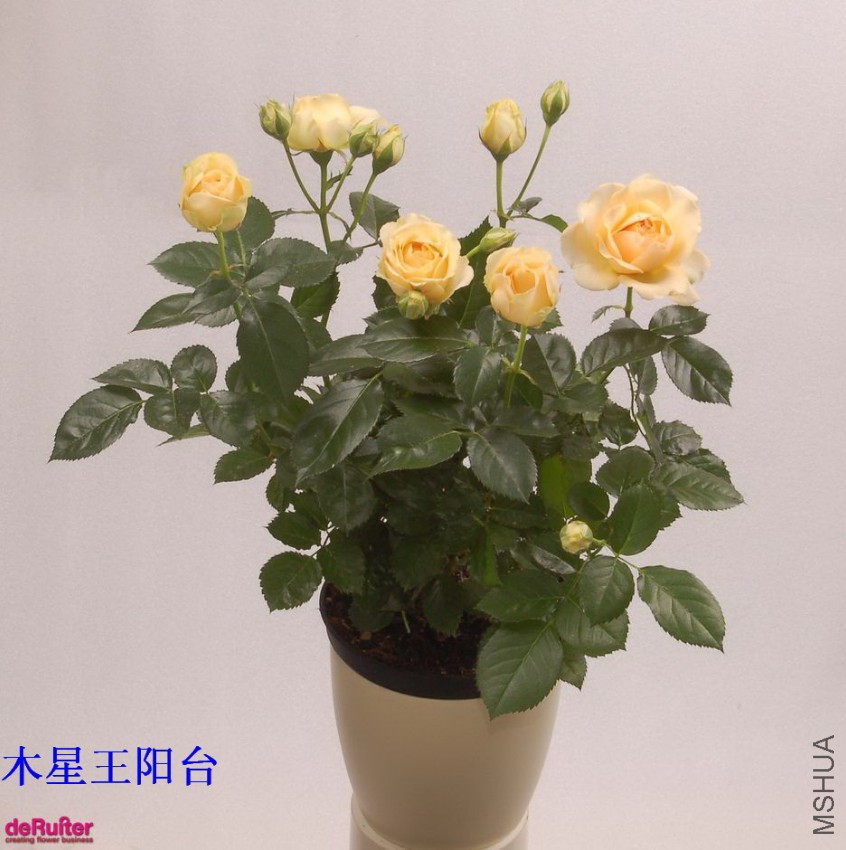 03-ľ����.jpg