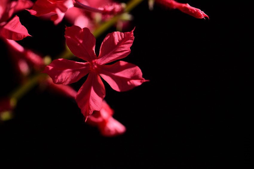 DSC_0991.JPG