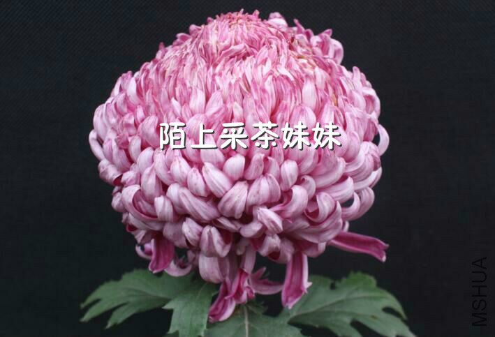 �������� (3).jpg