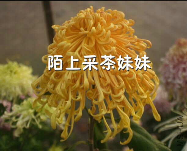 �ٻƾ����� (1)_meitu_11.jpg