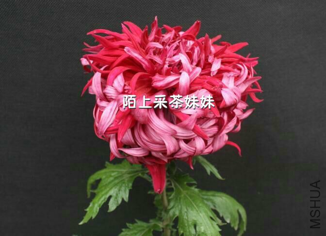 ����ī (1)_meitu_27.jpg