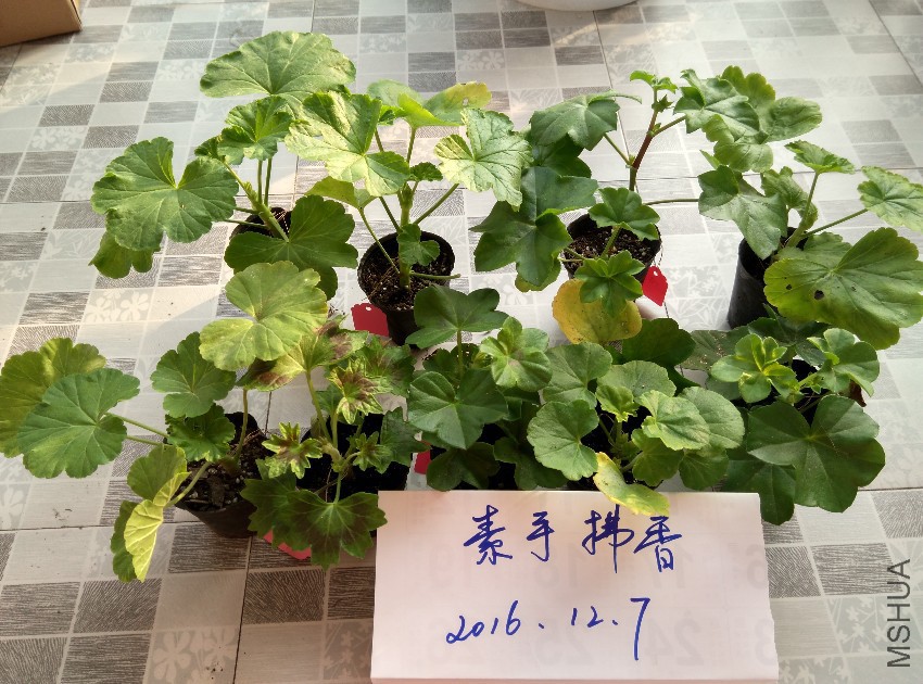 IMG_20161207_160411_HDR.jpg