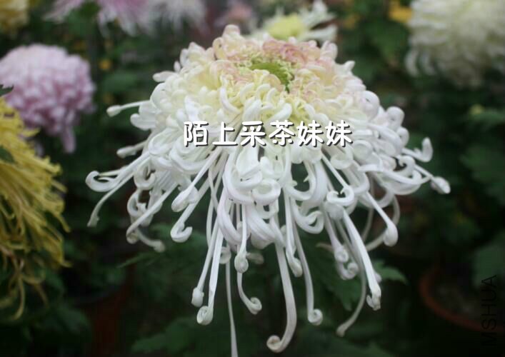 ��ˮ��ϼ (1)_meitu_10.jpg