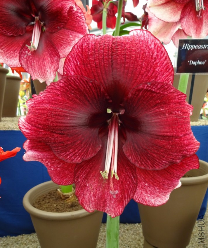 Amaryllis-Daphne-858x1024.jpg
