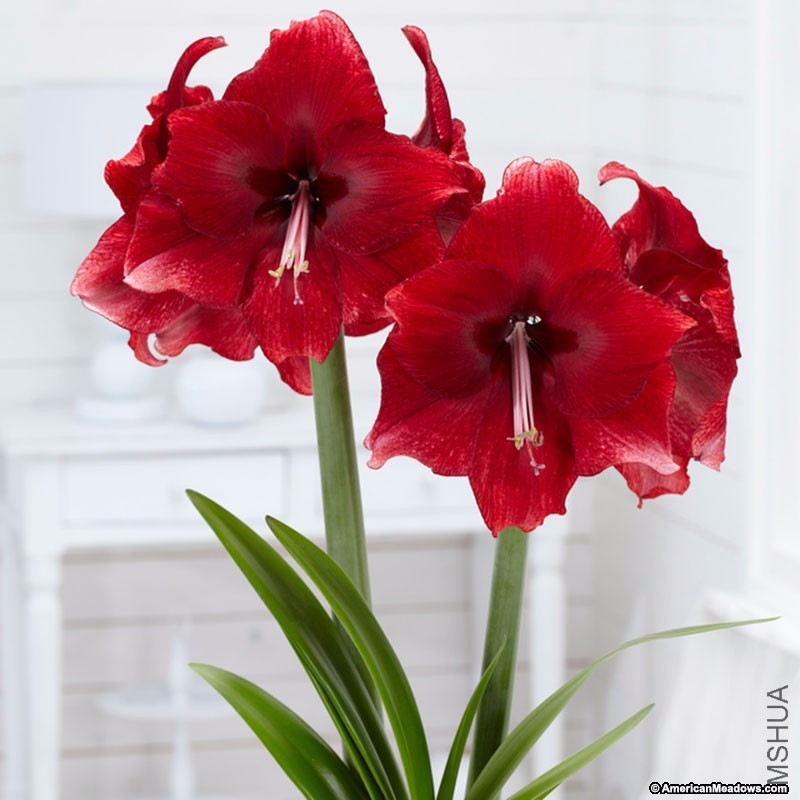 amaryllis_bulb_daphne.jpg