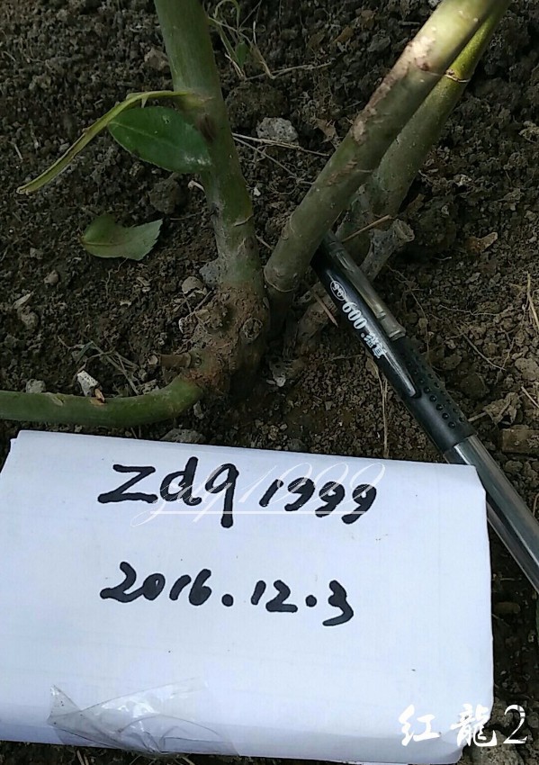 1480734517361.jpg