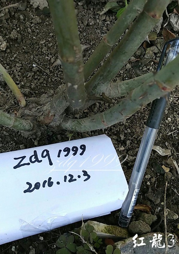 1480734541468.jpg
