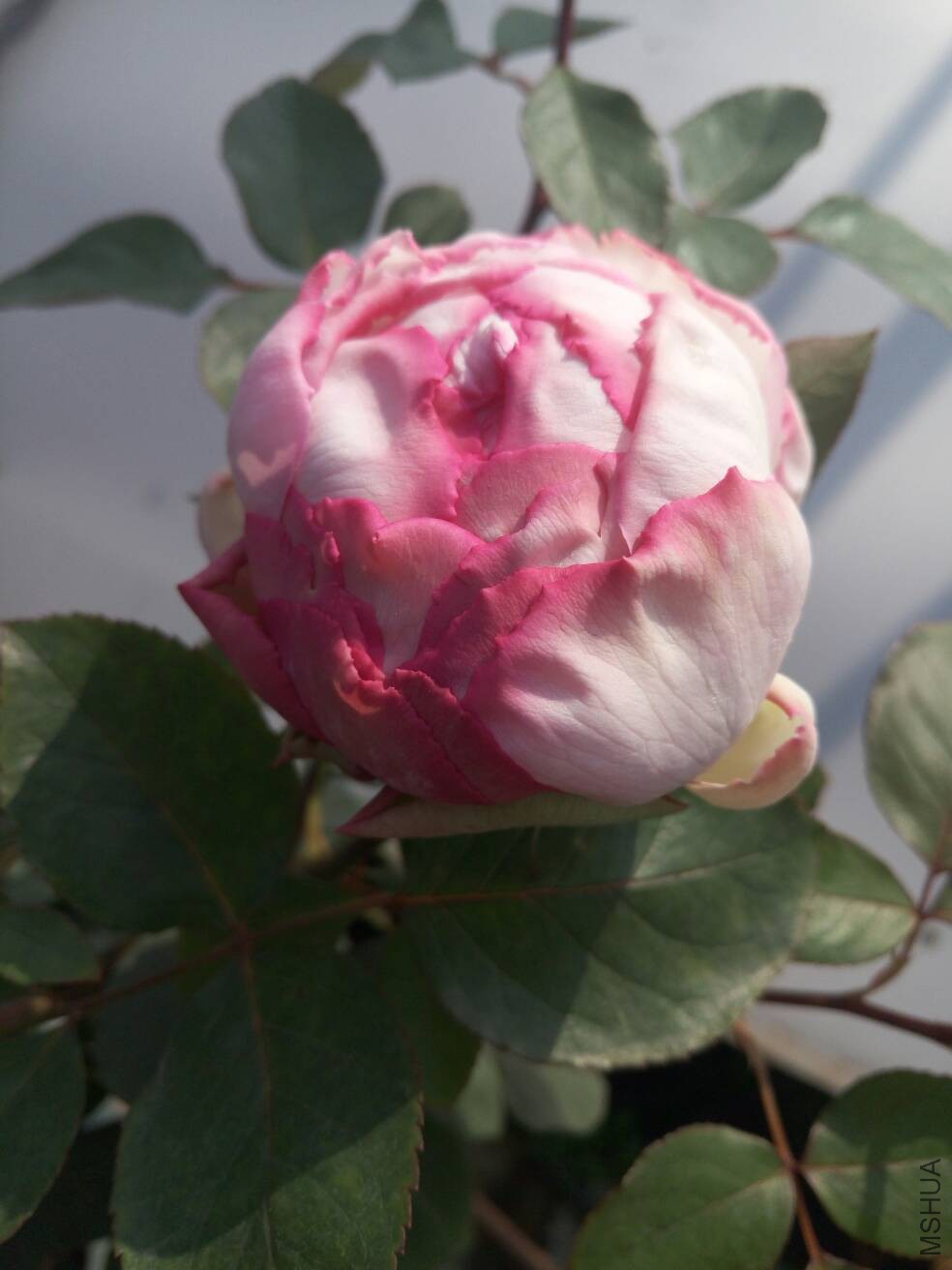 125307x33899xlvvj5gj3j.jpg