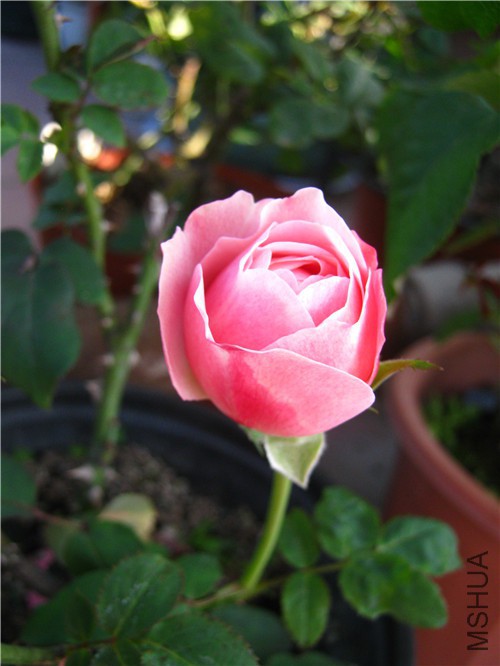 IMG_1643.jpg
