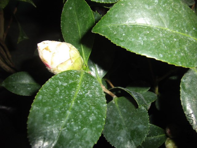 GEDC1295.JPG