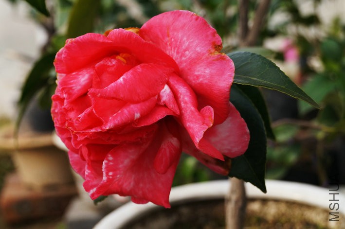 DSC05113.JPG
