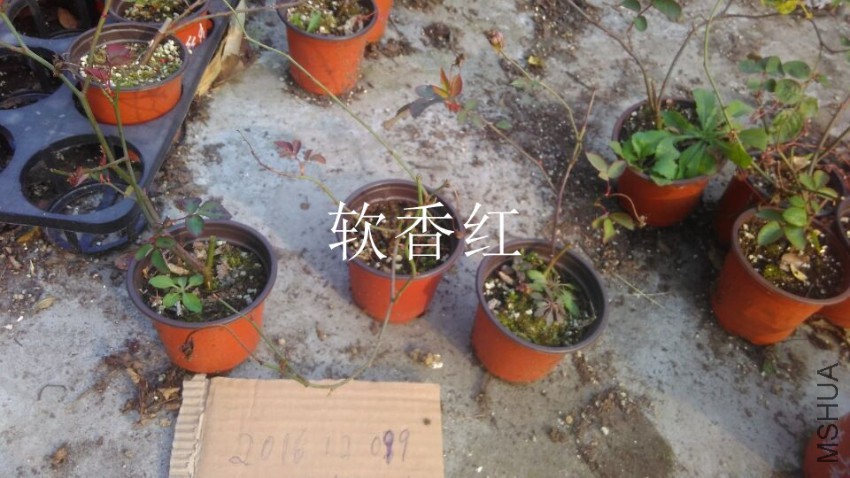 QQͼƬ20161209153121.jpg