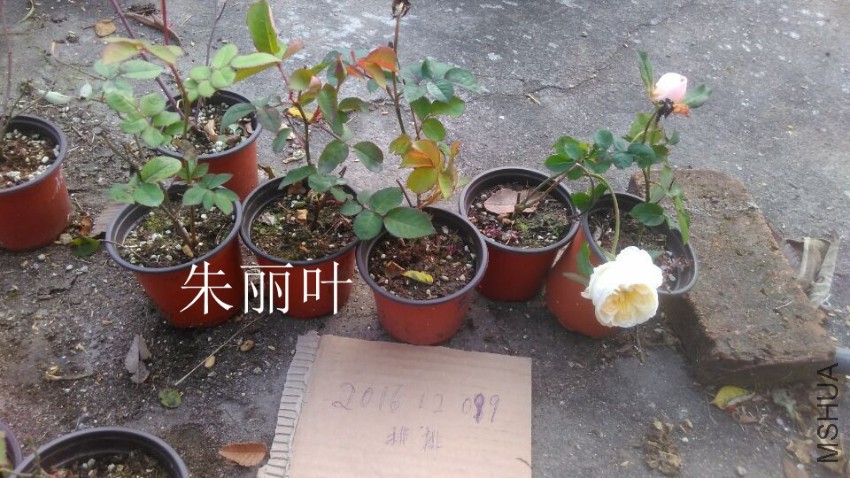 QQͼƬ20161209153136.jpg