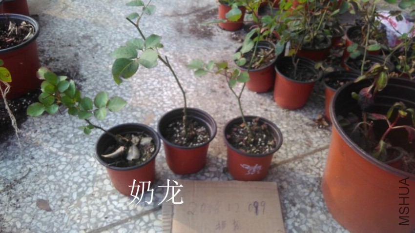 QQͼƬ20161209153132.jpg