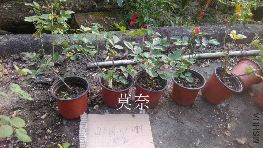 QQͼƬ20161209153142.jpg