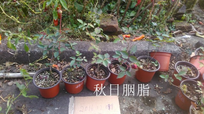 QQͼƬ20161209153139.jpg