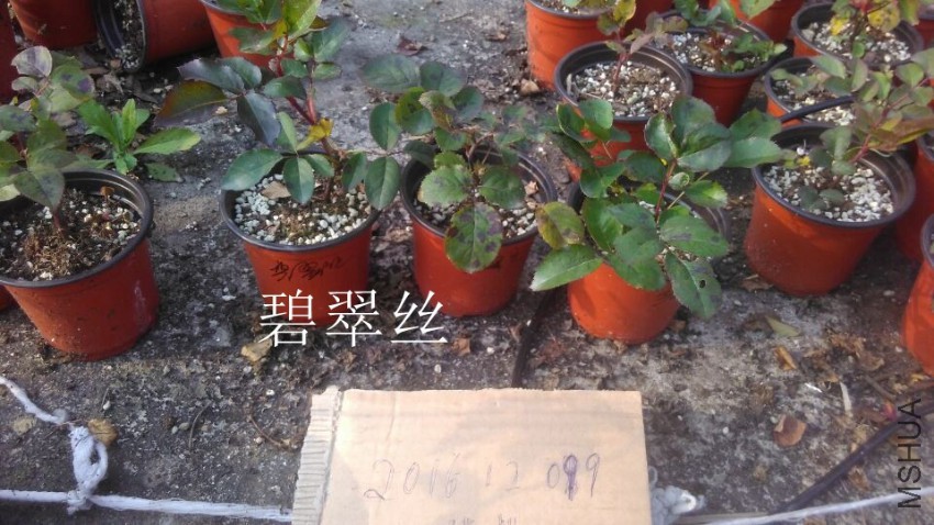 QQͼƬ20161209153147.jpg