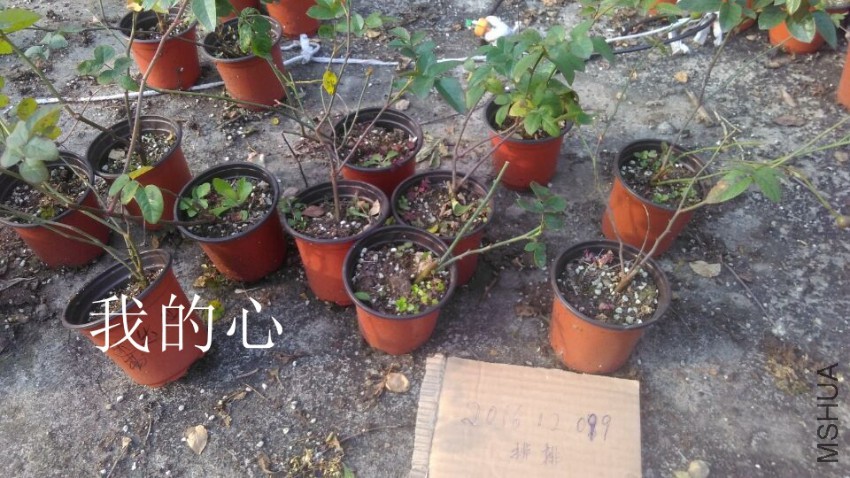 QQͼƬ20161209153153.jpg