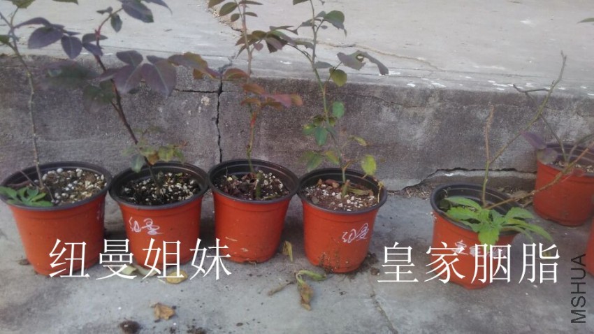 QQͼƬ20161209160129.jpg