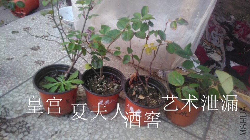 QQͼƬ20161209160138.jpg